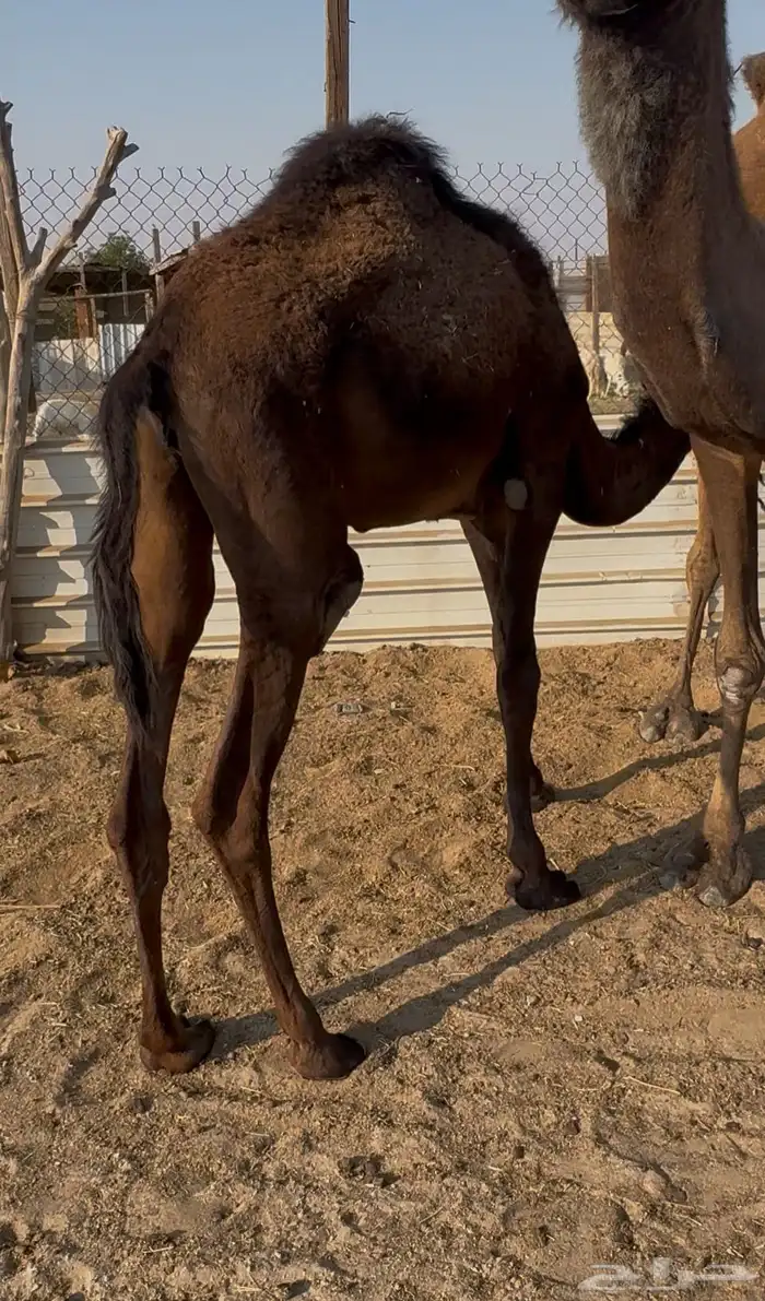 عرض حشوان لبانيه تم البيع 1