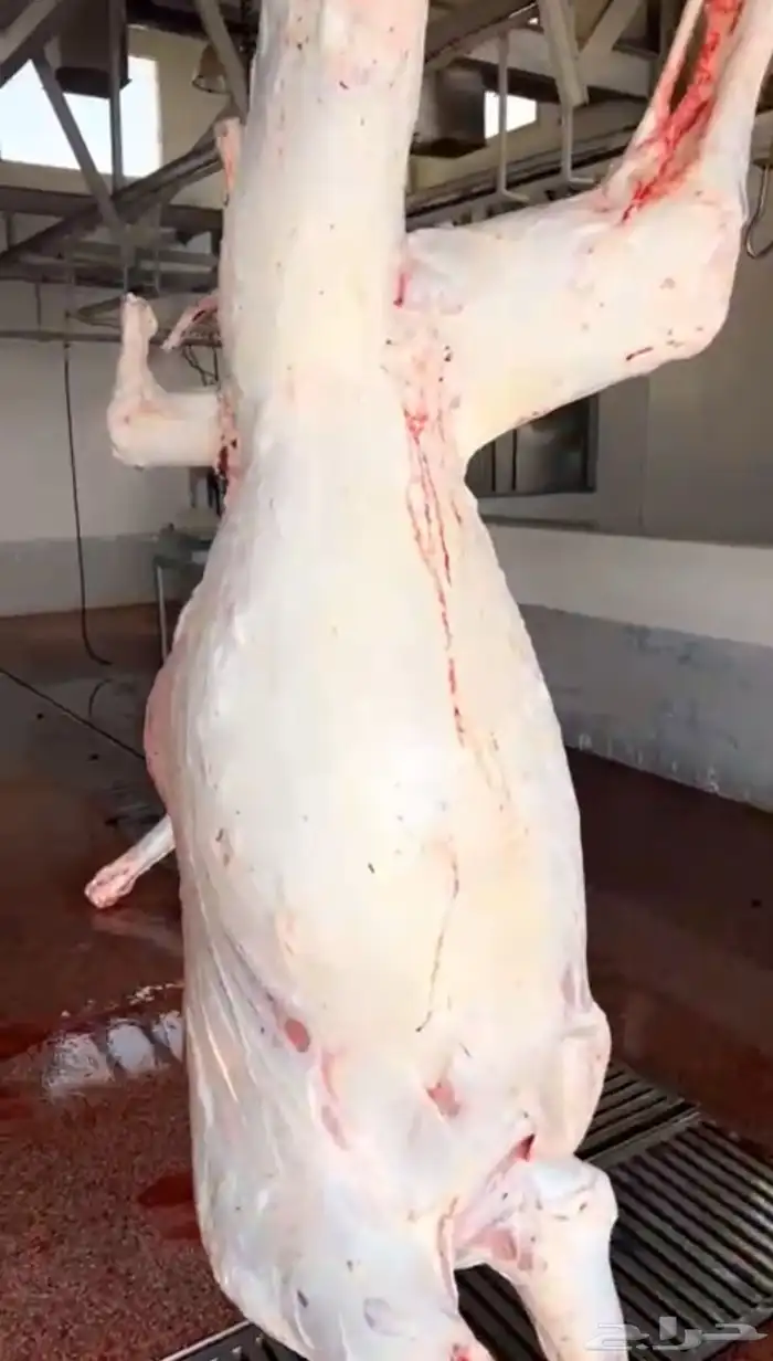 الليلة بنزل عرض جديد الكيلو تقريبا 52 3