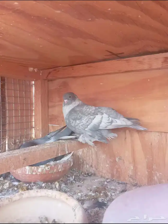 سيهات حي الديره 0