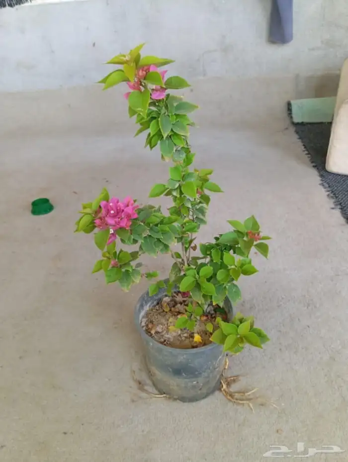 مشتال افندينه لي ازراعه وتنثيك الحديق والسترحات 3