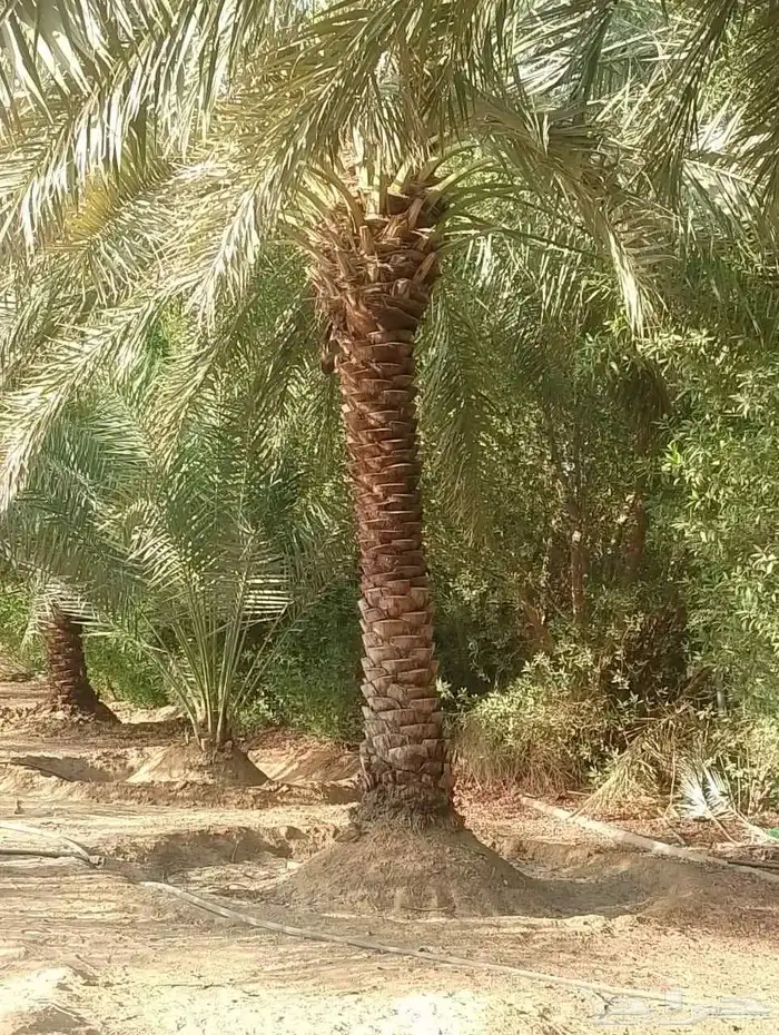 نخيل نوايع شمشوله حوشانه نبتت الحصان خلاص ملوكي فاخر 0