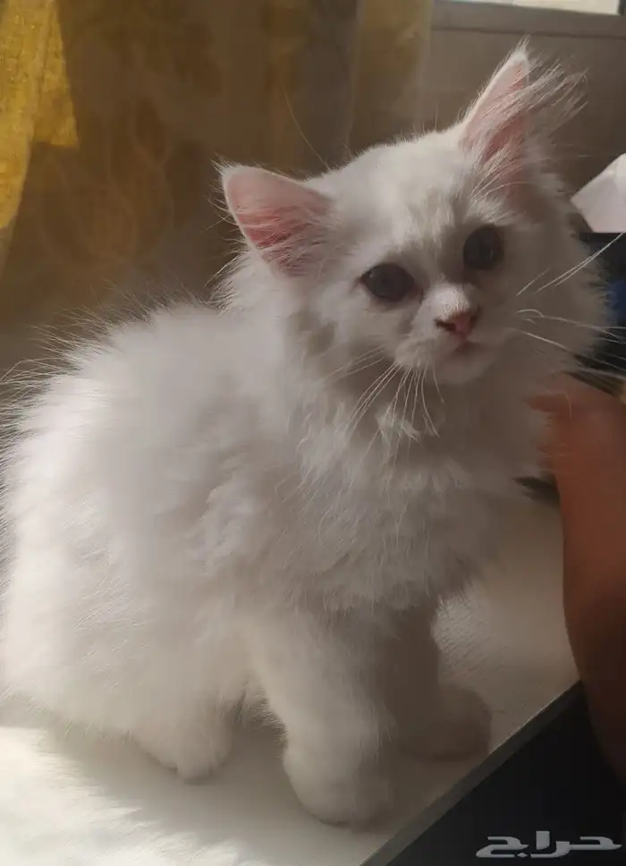 شيرازي هيمالايا انثى 1