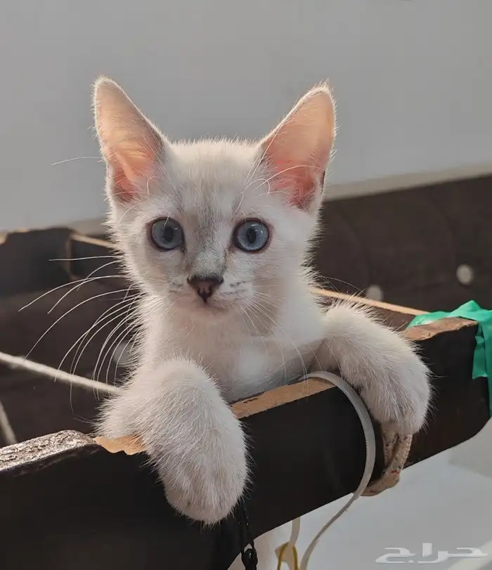 قط ذكر ابيض سكوتش ستريت عيون زرقاء للبيع 3