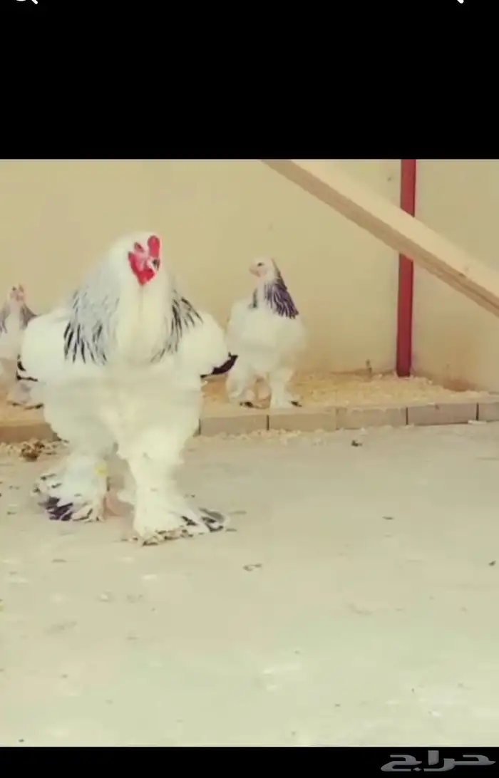 دجاج براهما كولومبي 0