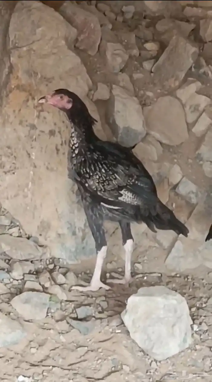 دجاج باكستاني   أصيل 3