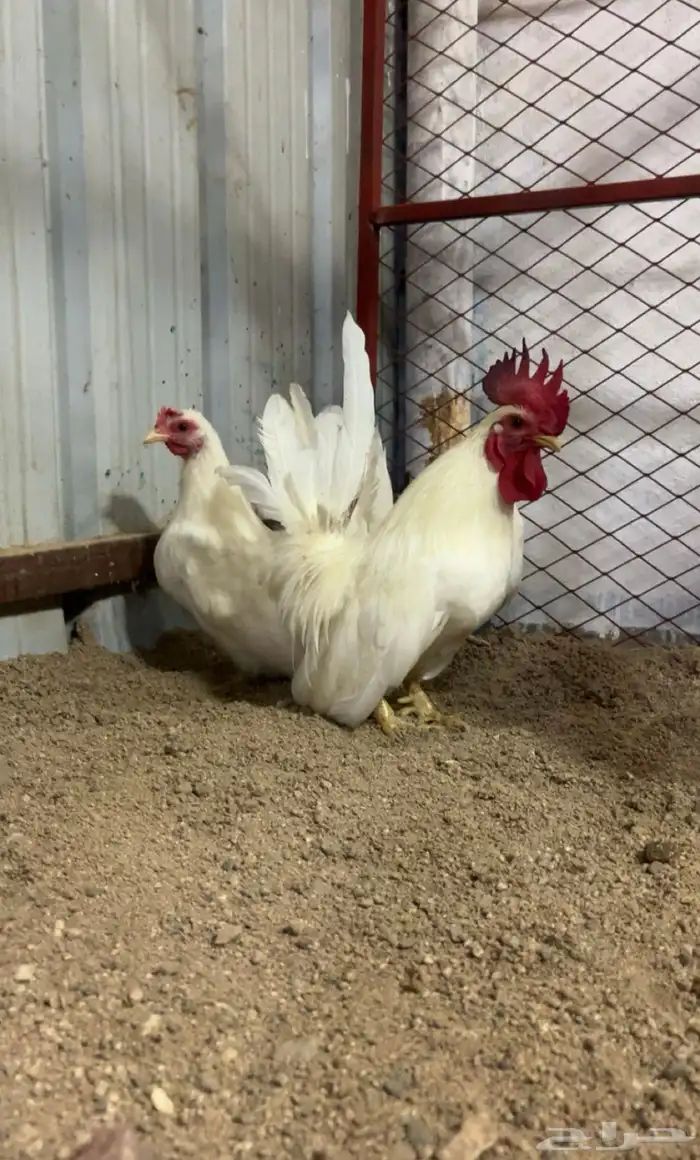 طقم جاينيز ابيض صك 0