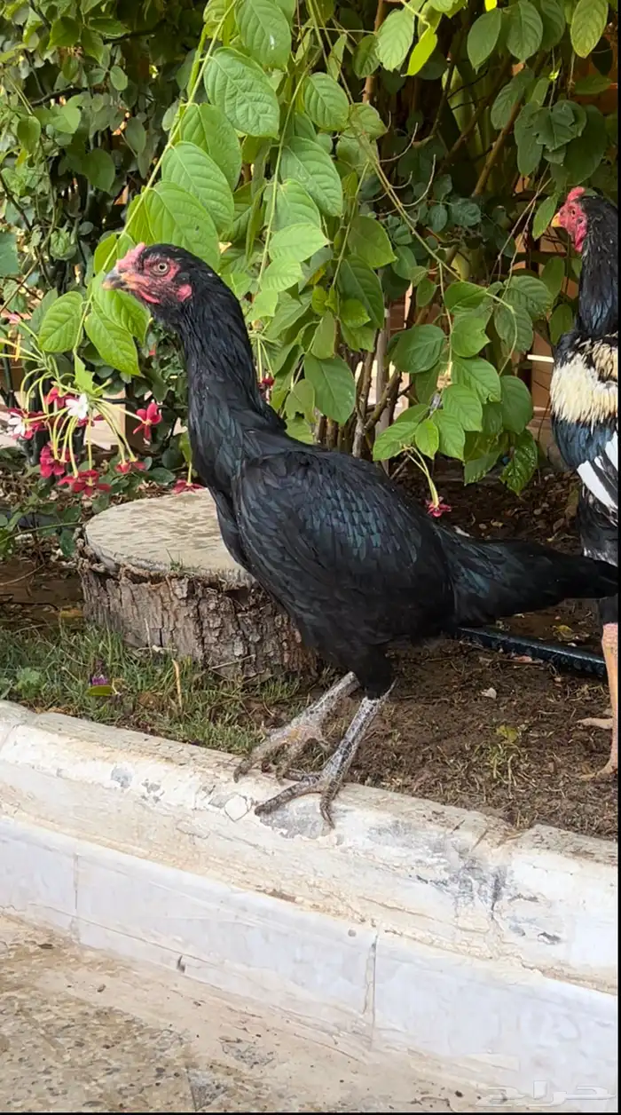 دجاج سندي بيييور 4