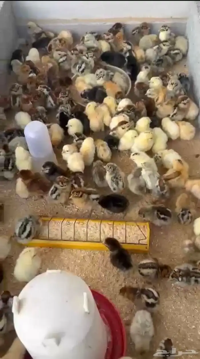 صوص دجاج مشكل 0