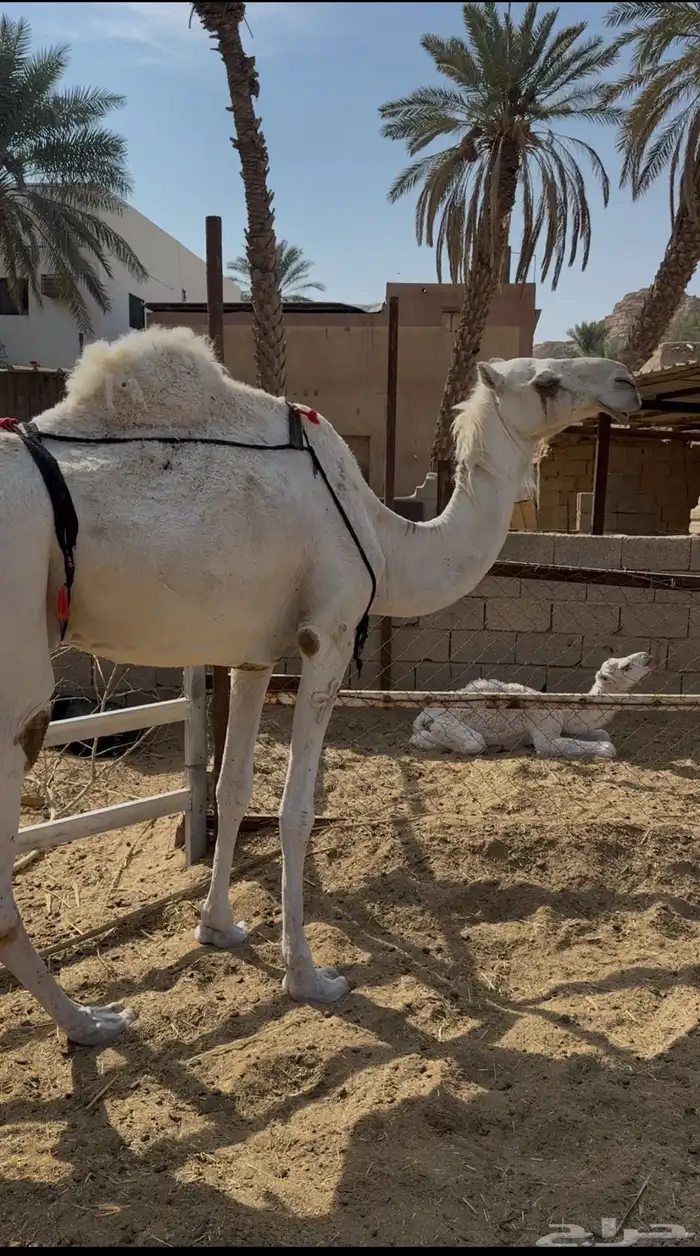 خلفه ثنو مصغر 0