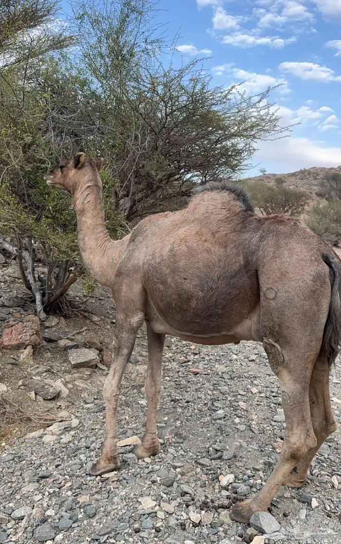 ناقه دهما للبيع مدني ( عادي ) 2