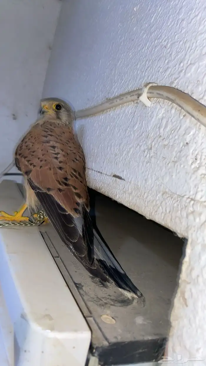 سلام عليكم عرضنا اليوم الشبوط وحش طرح اليوم 2