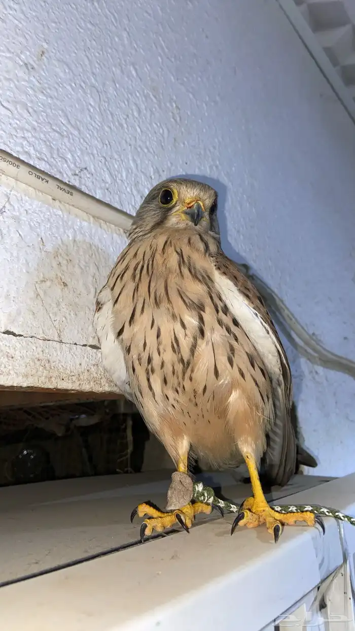 سلام عليكم عرضنا اليوم الشبوط وحش طرح اليوم 5