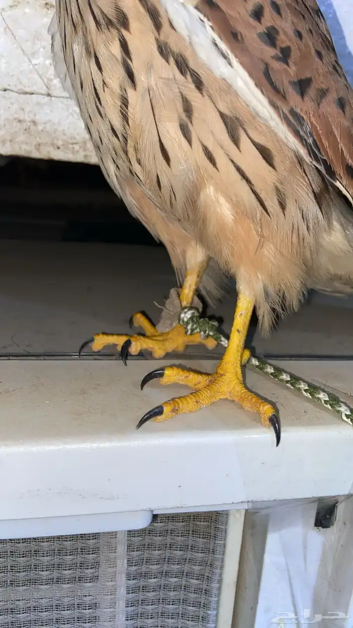 سلام عليكم عرضنا اليوم الشبوط وحش طرح اليوم 0