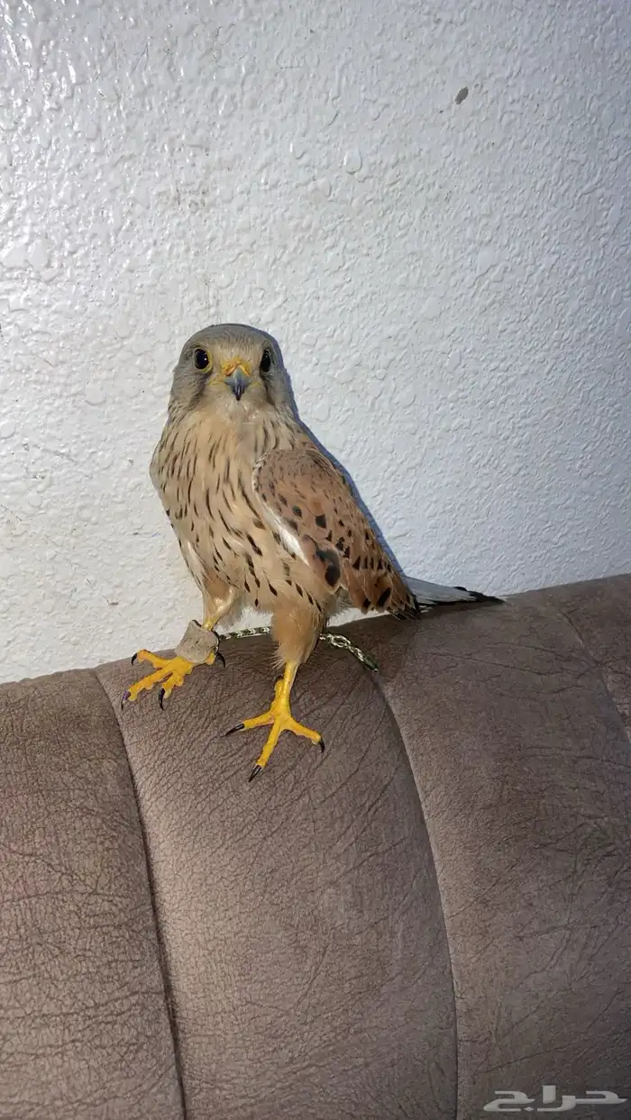 سلام عليكم عرضنا اليوم الشبوط وحش طرح اليوم 4