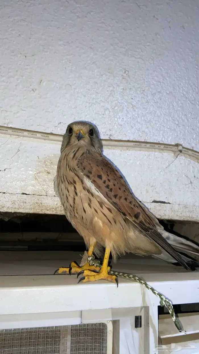 سلام عليكم عرضنا اليوم الشبوط وحش طرح اليوم 1