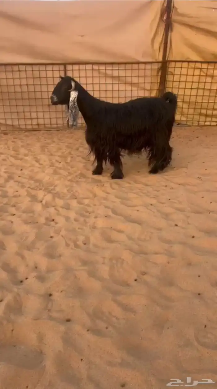 عنز عارضية دافع كفو 0