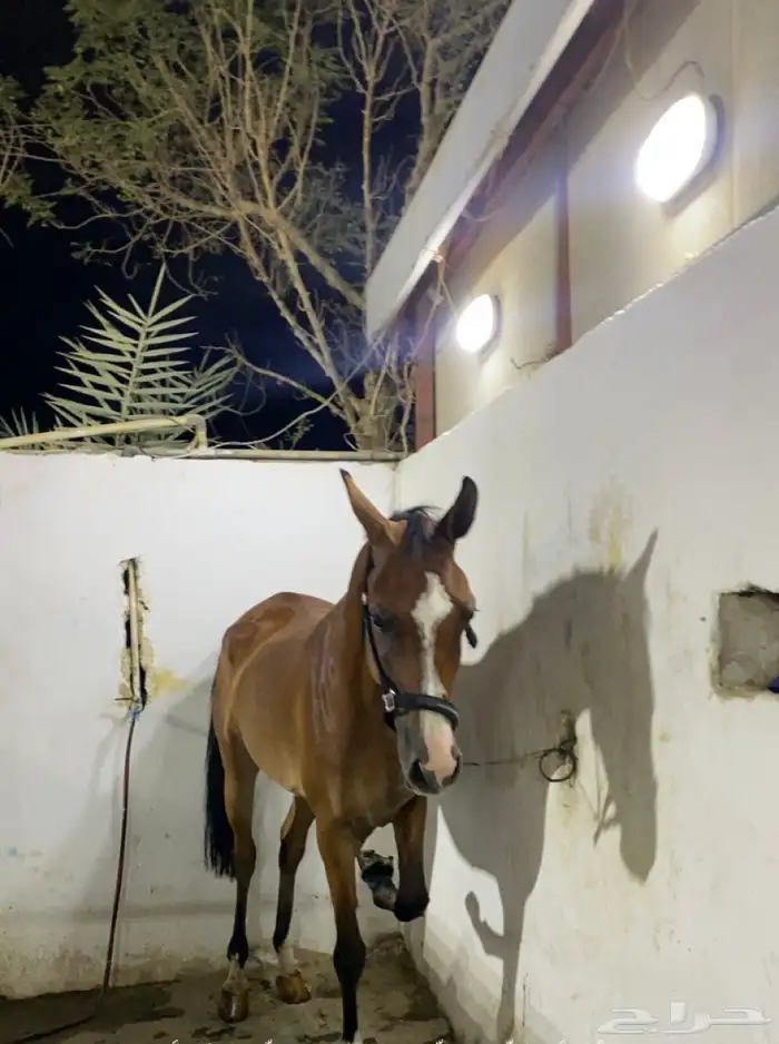 فرس شعبيه من نوادر الشعبي 5