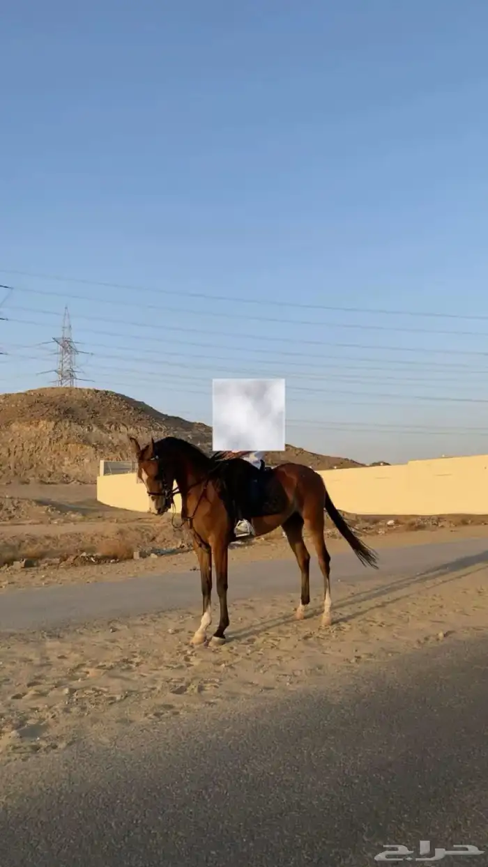 فرس شعبيه من نوادر الشعبي 4