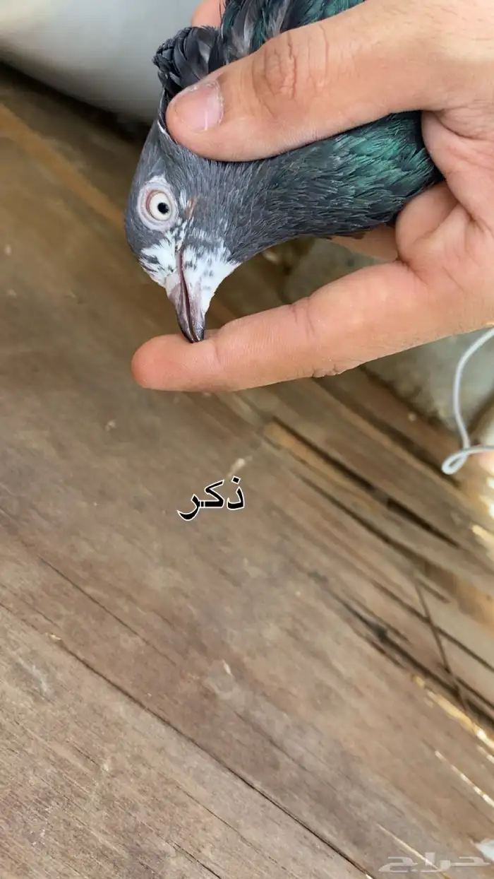 زوج تيدي منتج 0