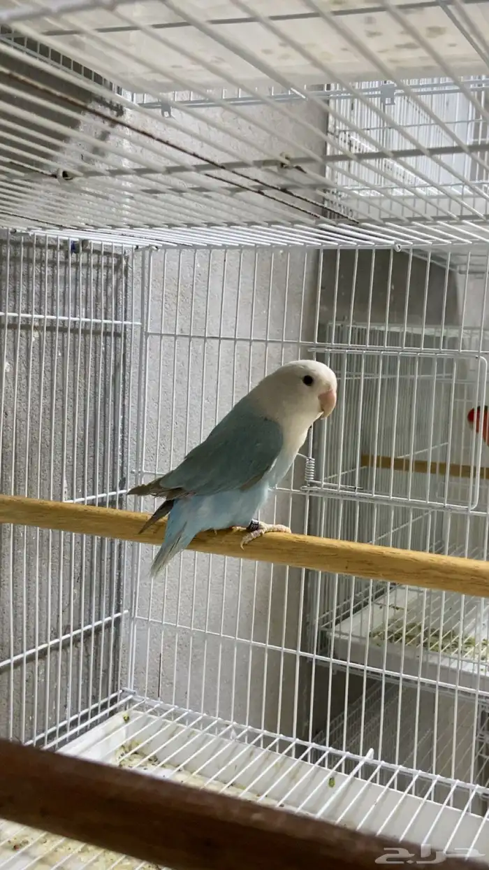 انثى بلو سينامون اوبلاين 0