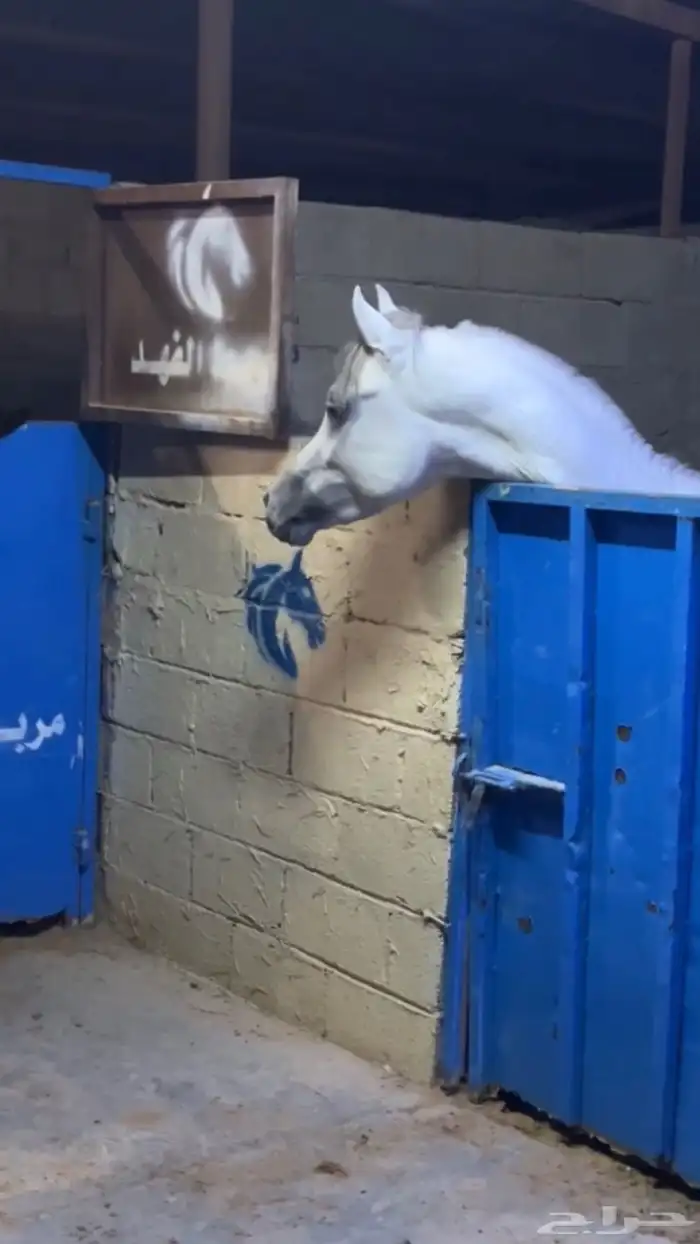 حصان شعبي شيخ 2