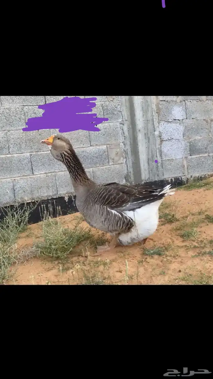 جوز وز تولوز وذكر وز روسي نوادر 0