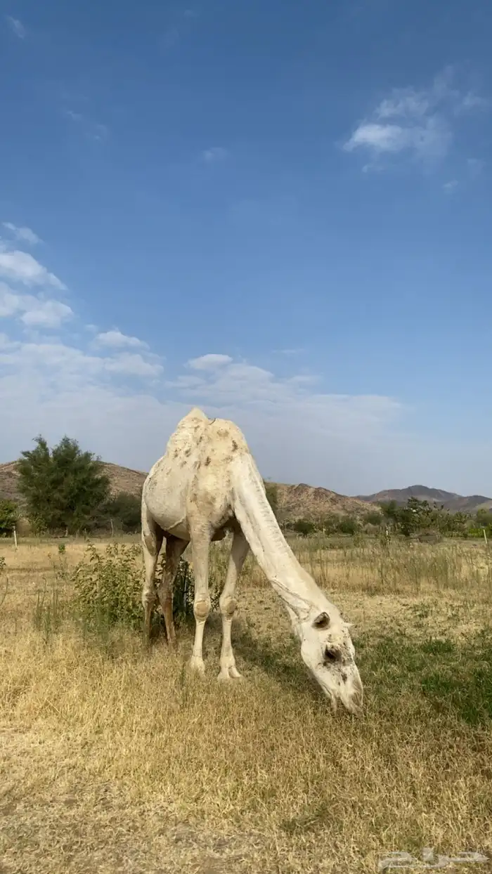 ضروبه وضحا للبيع 3