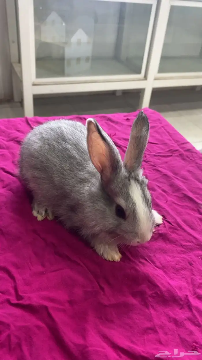 ارانب صغار 2