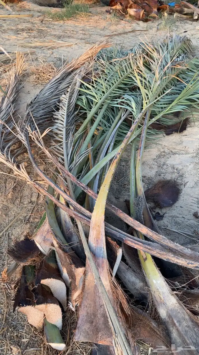 عسيب نخل نظيف جديد 0