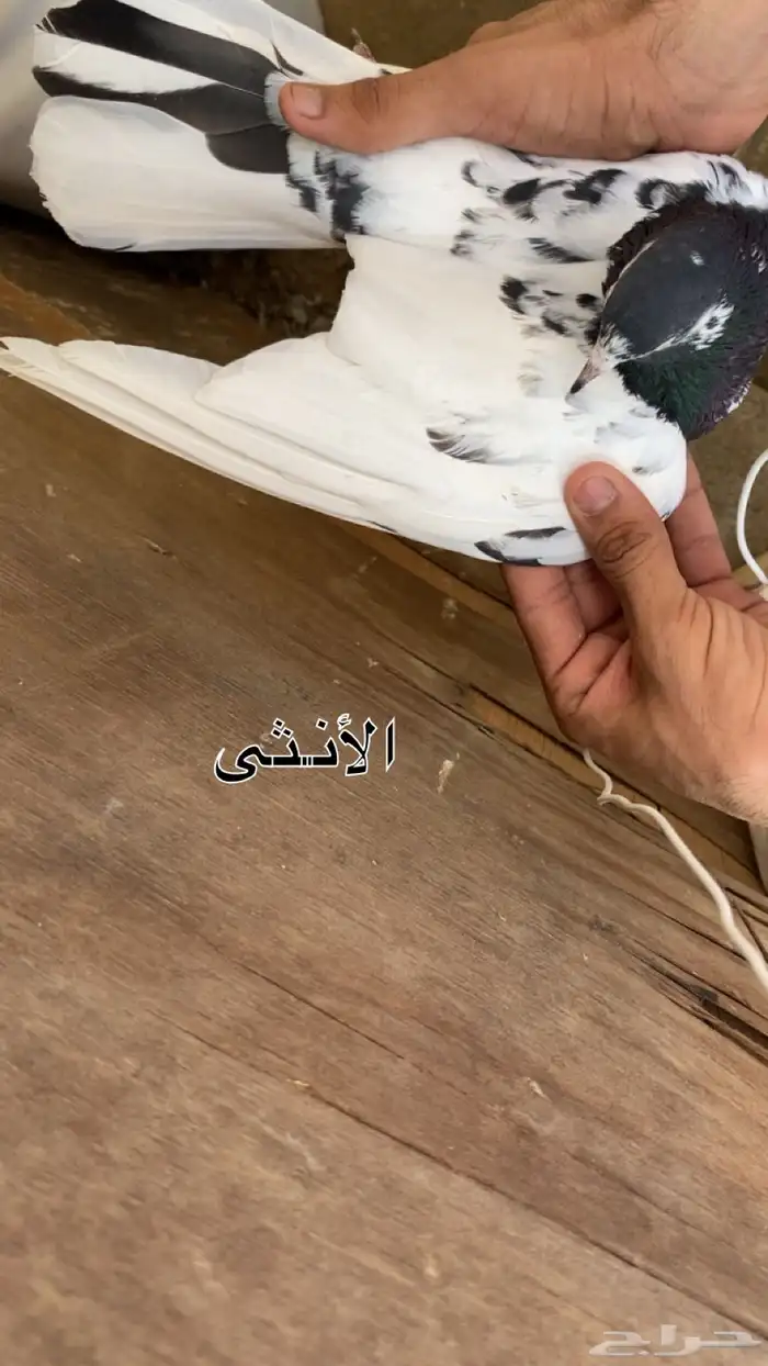 زوج تيدي منتج 3