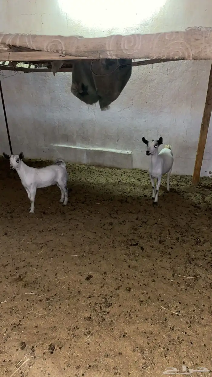 معزا بيشيه 1