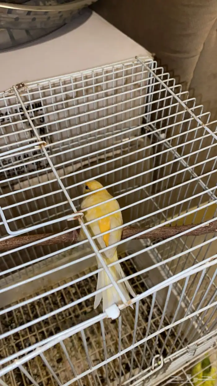 انثى كناري 1