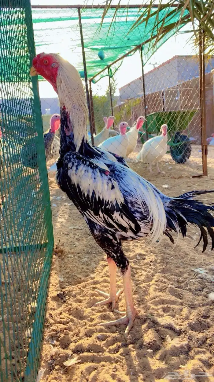 للبيع ديك فارسي 0