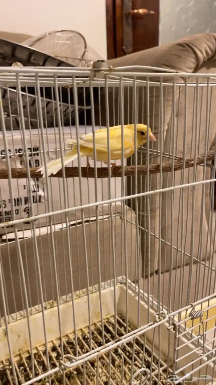 انثى كناري 0