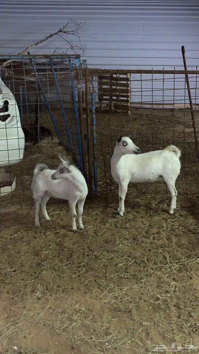 معزا بيشيه 3