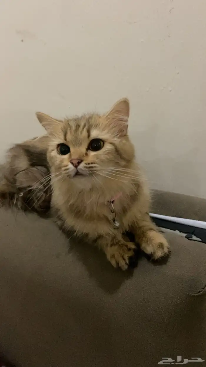 قطوة للبيع 1