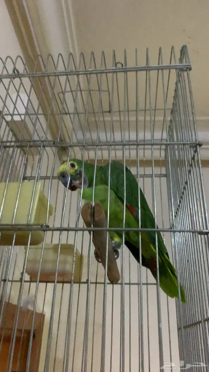 امزوني بلوفرنتد جاكو عنيد تم البيع 1