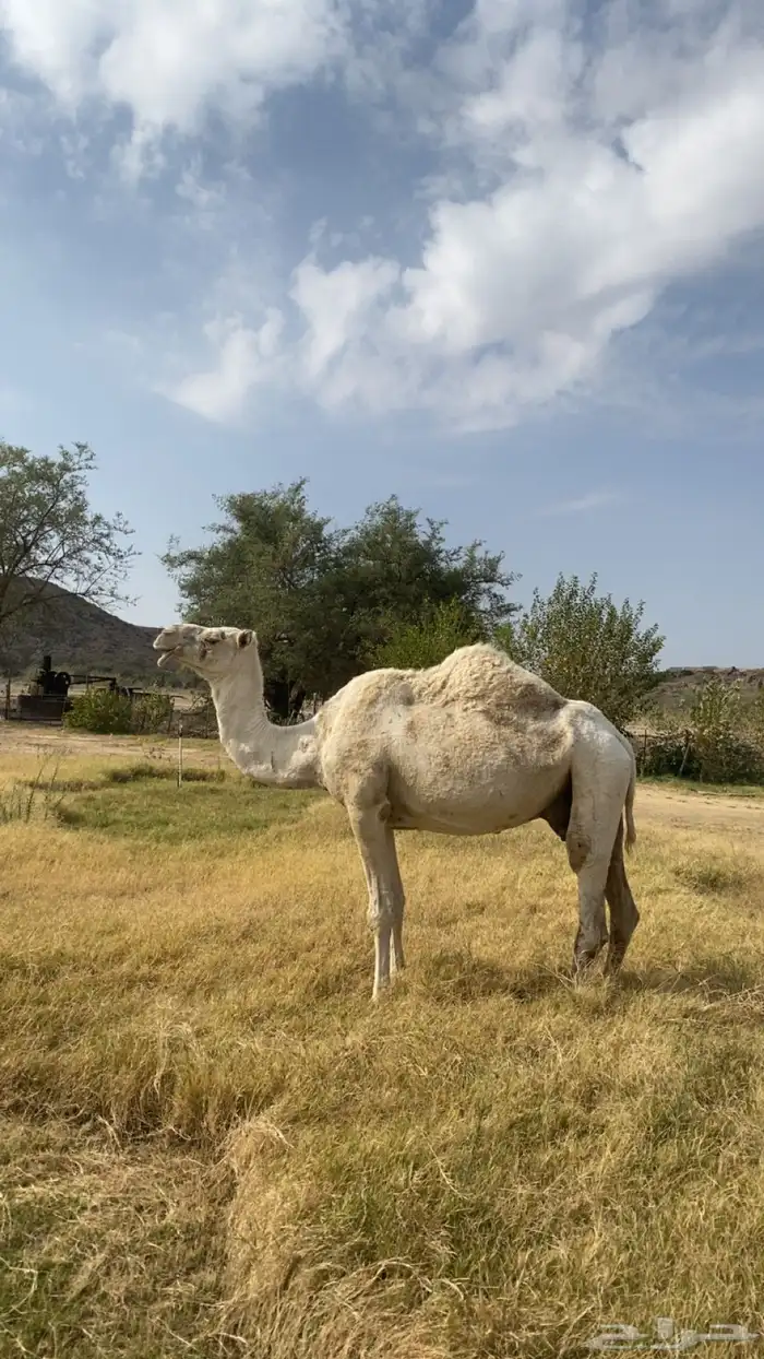 ضروبه وضحا للبيع 0