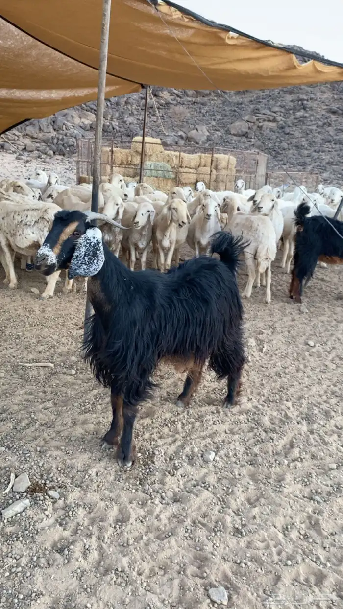 عناق جذعه عارضيه صنف 1