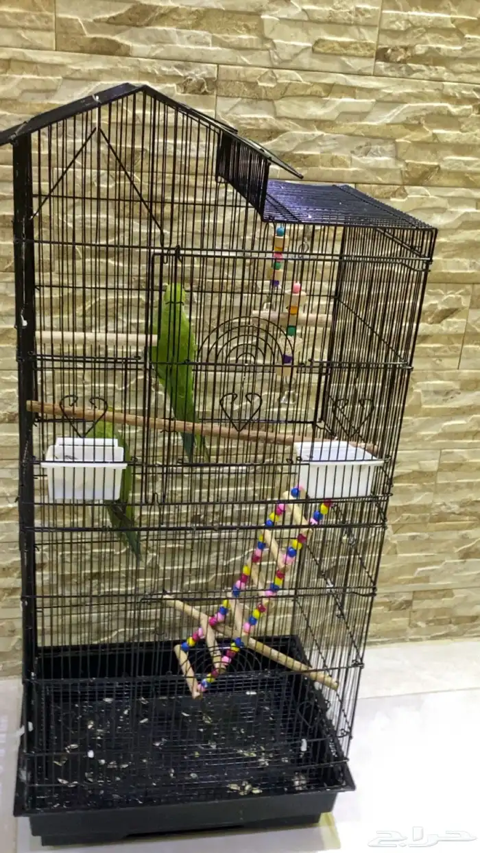 زوج درة هندي شباب 4