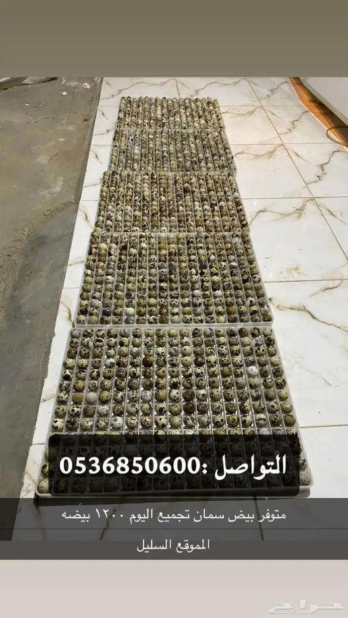 بيض سمان تجميع يومي 0