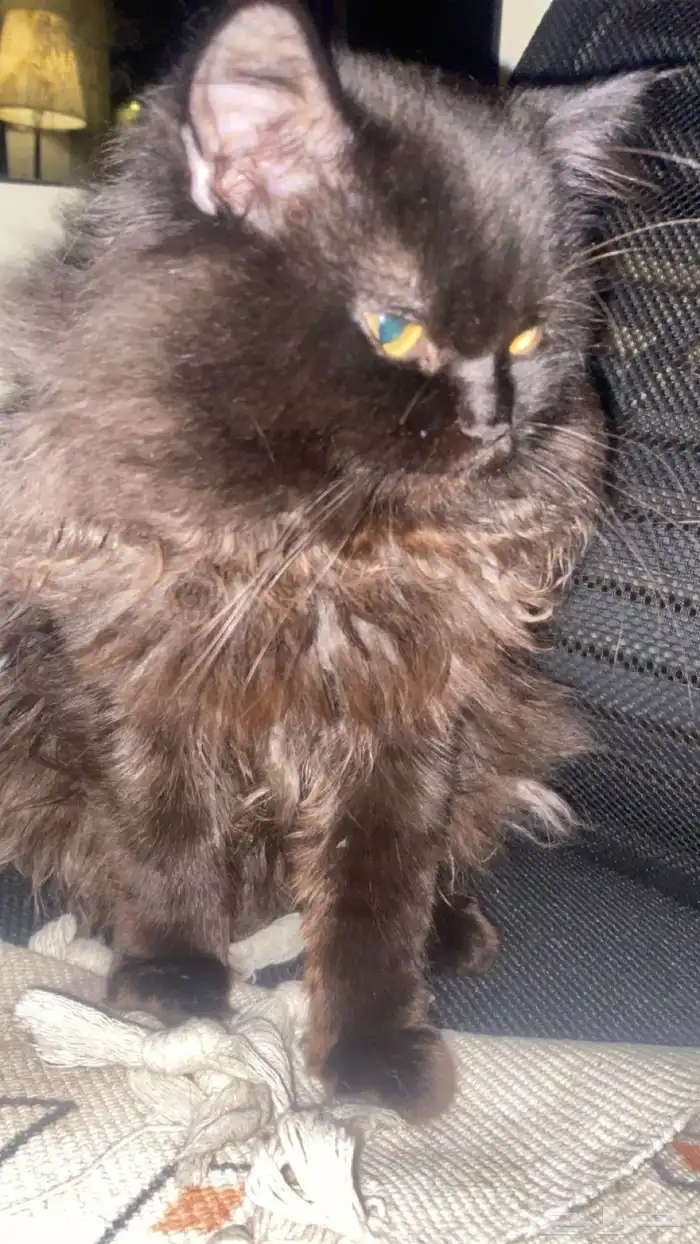 بسه لتبني هملايا وشيرازي 1