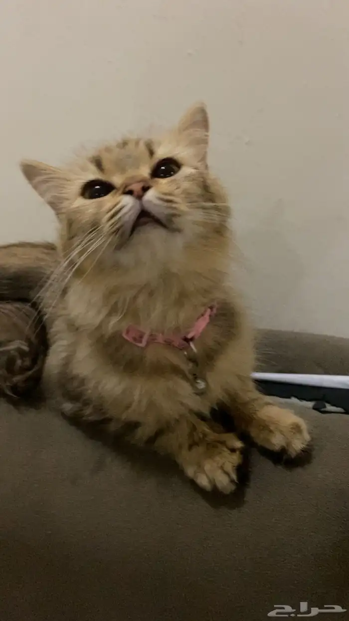 قطوة للبيع 0