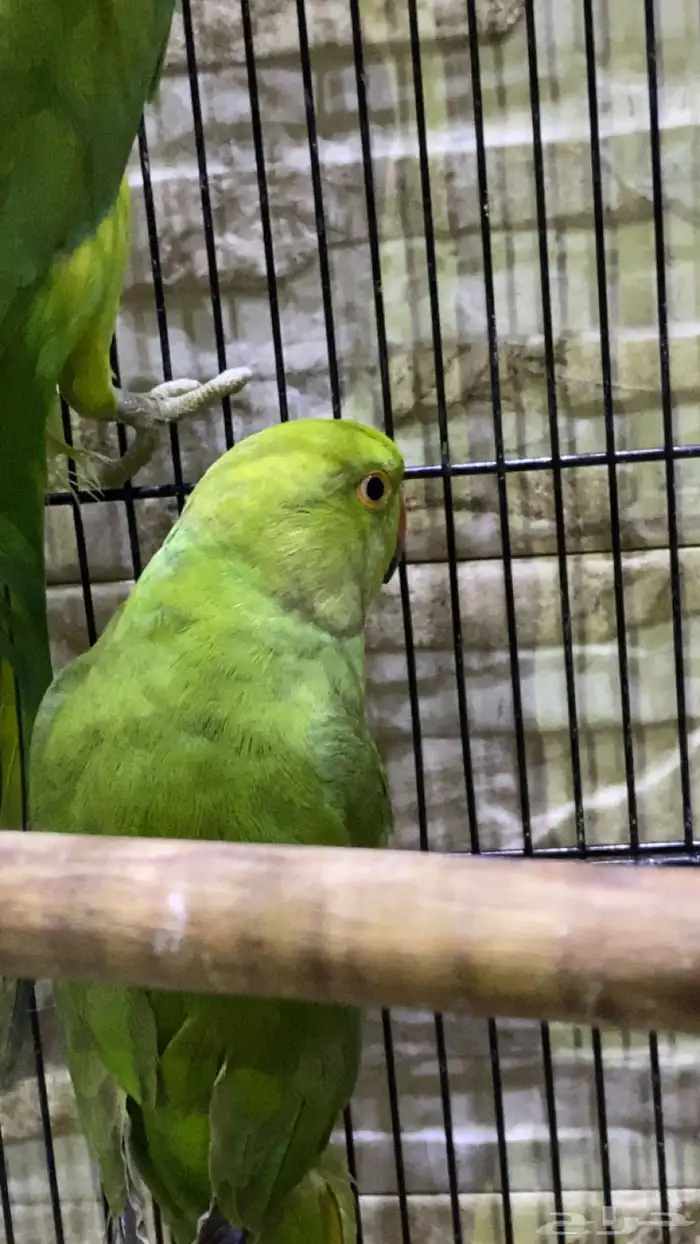 زوج درة هندي شباب 1