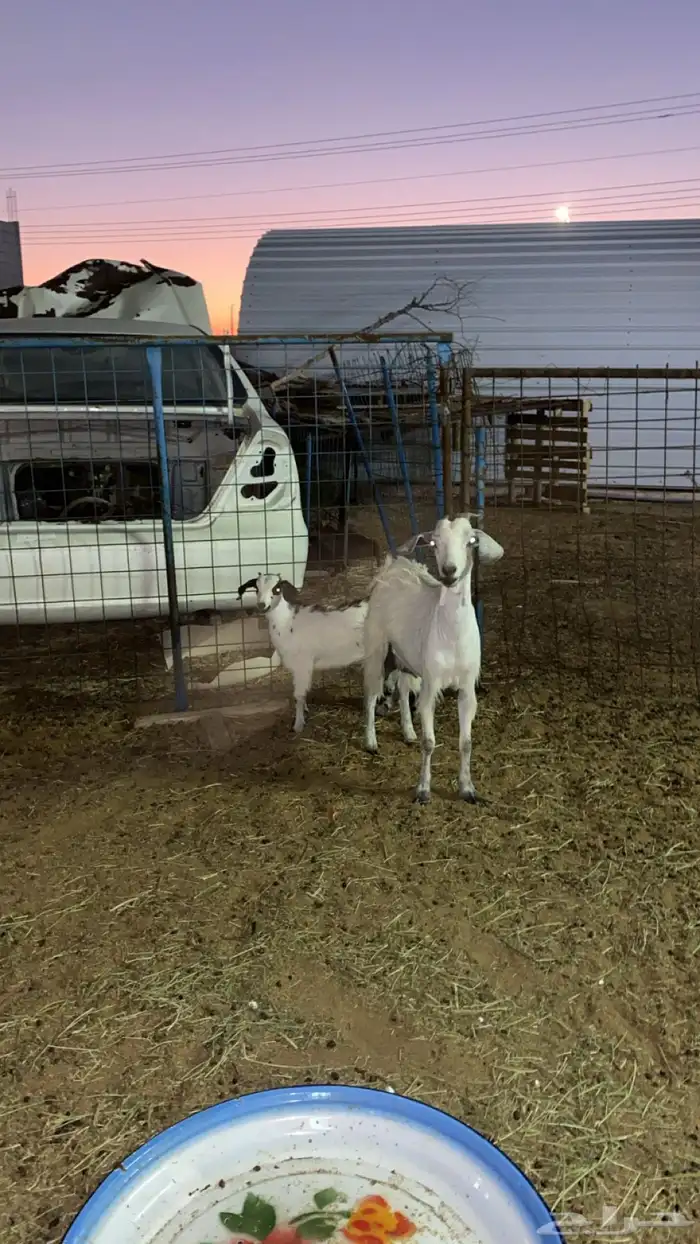 معزا بيشيه 0