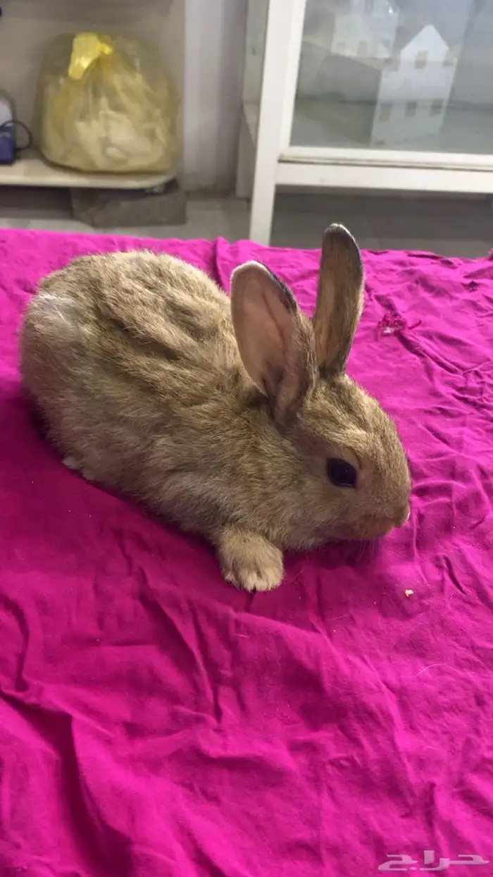 ارانب صغار 1