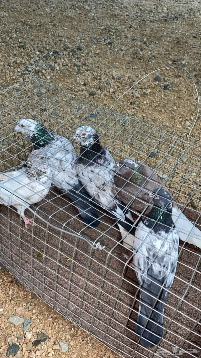 حمام باكستاني نظيف على شرط 2