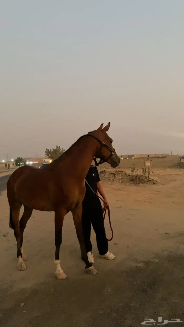 فرس شعبيه من نوادر الشعبي 1