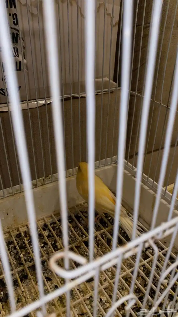 انثى كناري 2