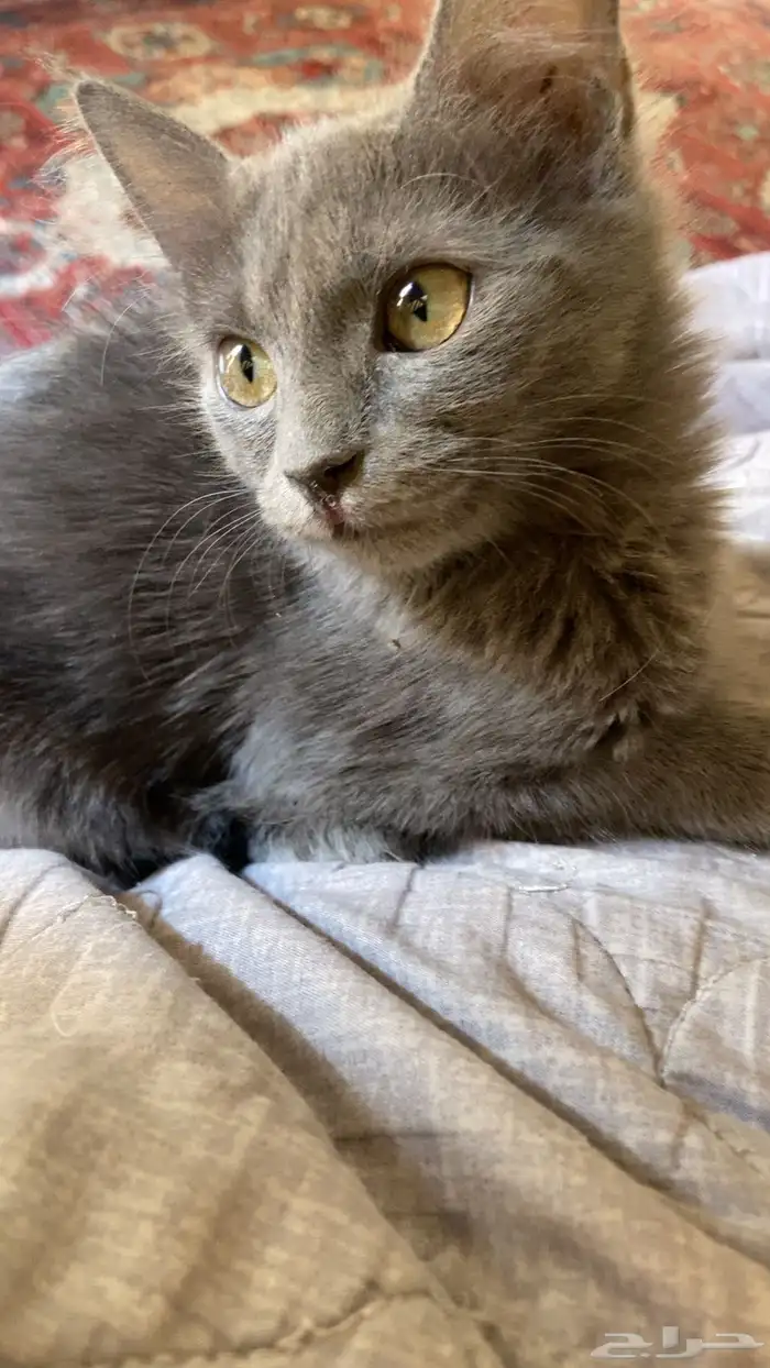 قطط لتبني عمرهم سته او سبعه شهور انثى وذكر مافيهم امراض 5